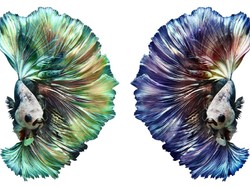 Ini 5 Ikan Cupang Termahal, Jangan Digoreng Ya!