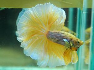 7 Jenis Ikan Cupang yang Mahal, Nggak Bakal Rela Digoreng!