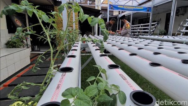 Lahan Kosong di Sukabumi Disulap Jadi Zona Ketahanan Pangan