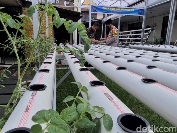 Lahan Kosong di Sukabumi Disulap Jadi Zona Ketahanan Pangan