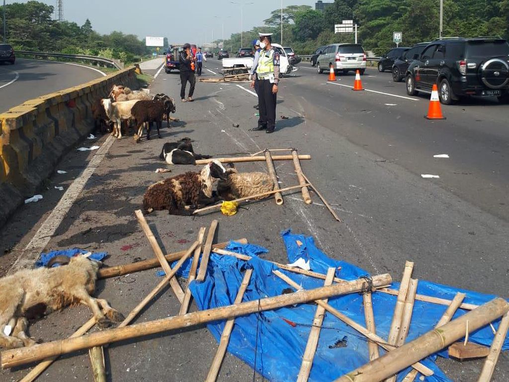 Pikap Pecah Ban, Muatan Kambing Terjatuh di Jalan Tol Ciawi