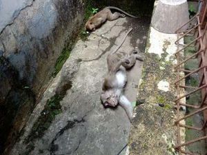 Kesal Kebunnya Dirusak, Oknum Warga Racun Monyet Ekor Panjang di Lembang