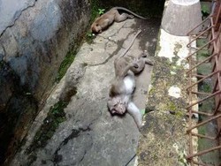 Kesal Kebunnya Dirusak, Oknum Warga Racun Monyet Ekor Panjang di Lembang