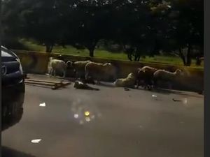 Video Pikap Pengangkut Kambing Kecelakaan Tunggal di Jagorawi