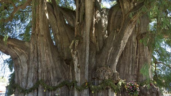 Potret 14 Pohon Tercantik dan Paling Unik di Dunia