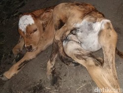 Unik! Anak Sapi Berkaki 6 Baru Saja Lahir di Blora