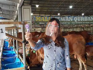 Maaf! Tahun Ini Tak Ada Cowgirl Jajakan Hewan Kurban Gegara Corona
