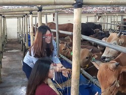 Strategi Biar Nggak Boncos Dagang Hewan Kurban Saat Corona