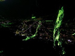 Kisah Hutan yang Bercahaya, Western Ghats