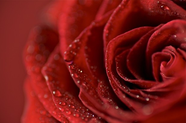 Mawar/freepik.com air mawar juga berfungsi sebagai pelembab bibir yang alami serta terbukti dapat memerahkan bibir.