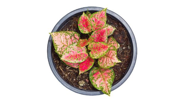 Bibit Tanaman Aglaonema Red Stardust Botany Land