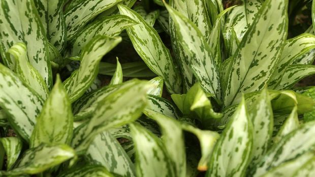 Aglaonema Silver King