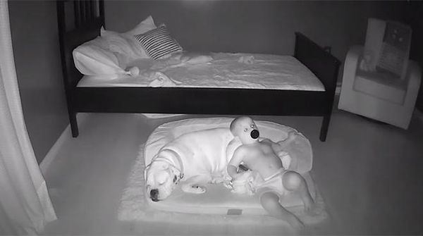 Gemes! Aksi Anak Kecil Tidur Bareng Anjingnya Terekam CCTV