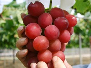 Fantastis! Harga Buah-buahan Istimewa Ini Capai Ratusan Juta Rupiah Fantastis! Harga Buah-buahan Istimewa Ini Capai Ratusan Juta Rupiah