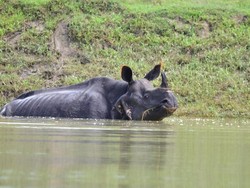 Badak Bercula Satu Mati Akibat Banjir di Taman Nasional India