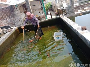 Gadis di Jombang Raup Rp 25 Juta dari Bisnis Ikan Hias Saat Pandemi COVID-19