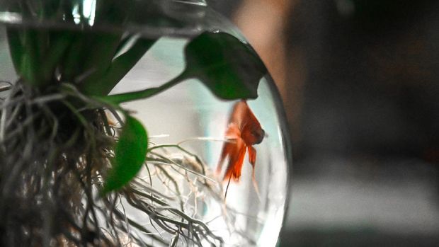 Bright red pet beta fish in a bowl with live plant