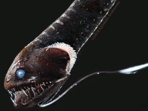 Ilmuwan Ungkap Bagaimana Ikan Berkulit Sangat Gelap Hilang di Lautan