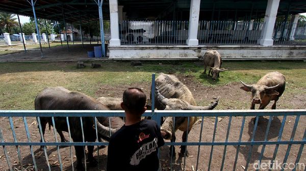 Intip Perawatan Kerbau Bule Piaraan Keraton Solo
