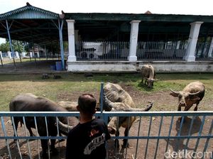 Cerita Asal Muasal Kerbau Bule Keramat Jadi Peliharaan Keraton Solo Cerita Asal Muasal Kerbau Bule Keramat Jadi Peliharaan Keraton Solo