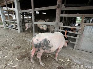 Cerita Kerbau Bule Keraton Solo yang Dianggap Keramat