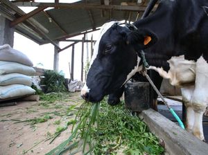 Strategi Pemerintah Dongkrak Produksi Ternak Nasional Strategi Pemerintah Dongkrak Produksi Ternak Nasional