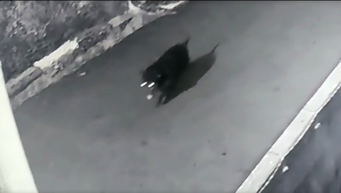 Musang jumbo yang semula dikira babi, terekam CCTV. (Tangkapan layar CCTV Ahmad Dwinanto) Musang jumbo yang semula dikira babi, terekam CCTV. (Tangkapan layar CCTV Ahmad Dwinanto)