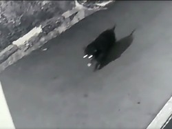 Saat Babi Terseret Geger Musang Jumbo Bang Melet