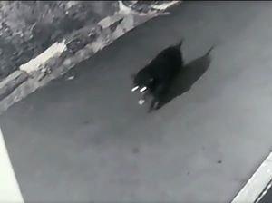 Hewan Misterius Dini Hari di Depok Bukan Babi tapi Musang Jumbo Hewan Misterius Dini Hari di Depok Bukan Babi tapi Musang Jumbo