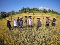 Bareng Bima Arya, Luna Maya Panen Padi hingga Makan Jengkol di Bogor