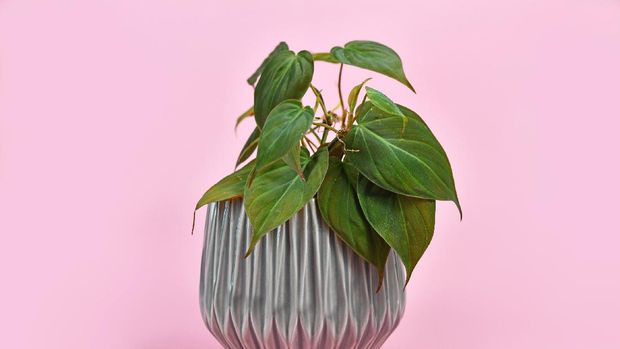 Tropical 'Philodendron Hederaceum Micans' house plant with dark green heart shaped leaves with velvet texture in gray flower pot on pink background