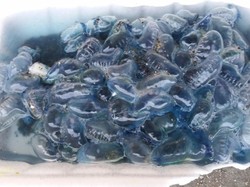 Awas! Ubur-ubur Jalatrong Hantui Pesisir Teluk Palabuhanratu