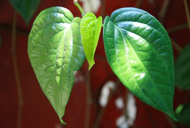 Daun sirih https://www.google.com/search?q=jeruk+detik+food&safe=strict&source=lnms&tbm=isch&sa=X&ved=2ahUKEwiVksfqst3qAhVPb30KHQZECjEQ_AUoAXoECAwQAw&biw=1366&bih=657#imgrc=wuNLrFmU4q8zdM