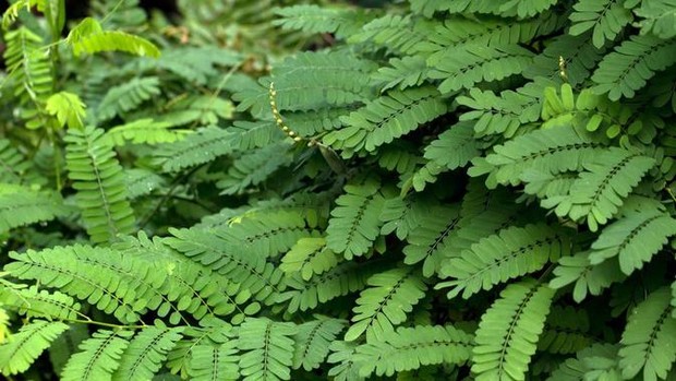 Daun Saga https://www.google.com/search?q=Daun+saga+detik&tbm=isch&ved=2ahUKEwjAm-71s93qAhXT1HMBHSY0DJQQ2-cCegQIABAA&oq=Daun+saga+detik&gs_lcp=CgNpbWcQAzoCCAA6BggAEAUQHjoFCAAQsQM6CAgAELEDEIMBOgQIABBDOgcIABCxAxBDOgQIABAeOgYIABAIEB5Q09oDWIL5A2CK-wNoAHAAeASAAfsBiAGpGpIBBjEuMTIuN5gBAKABAaoBC2d3cy13aXotaW1nsAEAwAEB&sclient=img&ei=VmEWX8CYBNOpz7sPpuiwoAk&bih=657&biw=1366&safe=strict#imgrc=rLNmm063SM3NUM