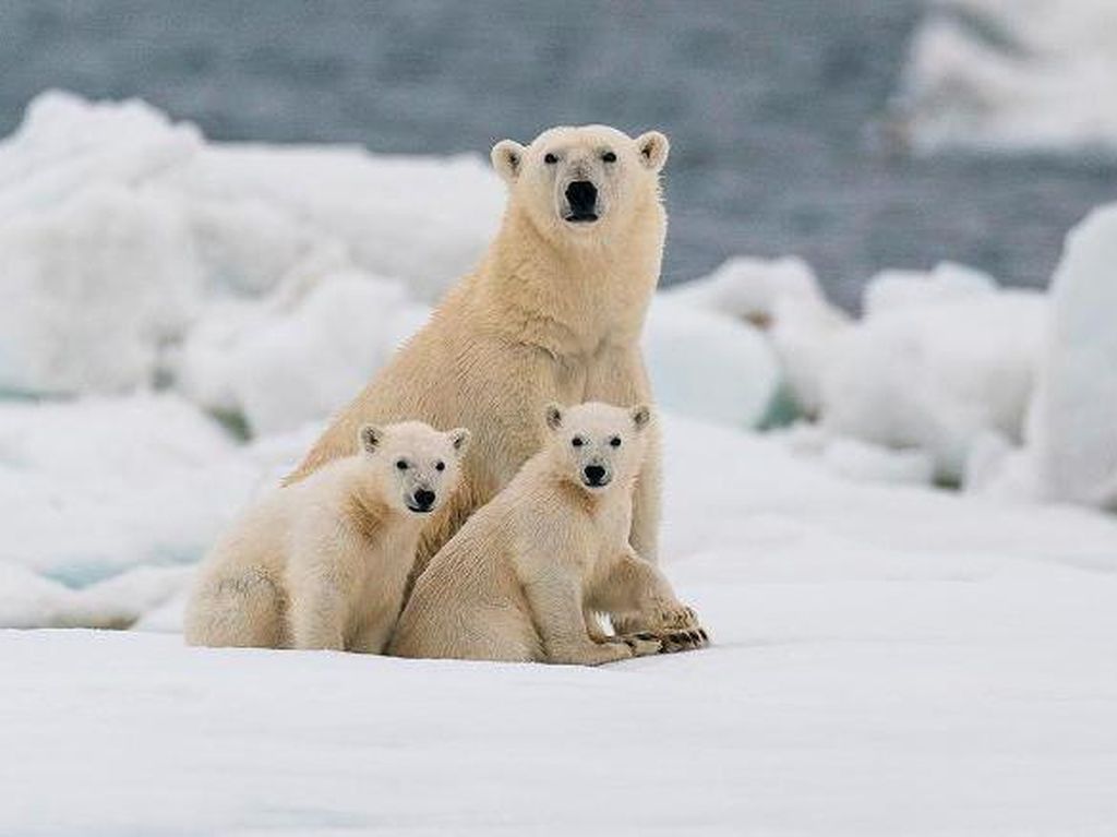 Ternyata, Ada Populasi Beruang Kutub yang Bisa Bertahan Tanpa Es Laut