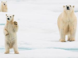 Beruang Kutub Diperkirakan Punah 2100