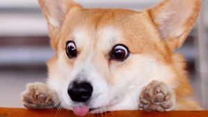 Gen, Corgi yang Hobi Berekspresi Unik Saat Cicip Makanan