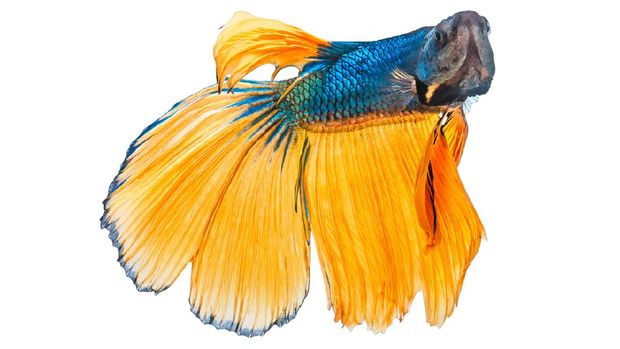 Beautiful yellow blue double tail Betta or Siamese fighting fish in action , Isolated on white background with clipping path.