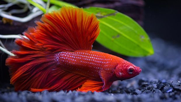 Close up of Red half moon  Siamese fighting fish in a fish tank