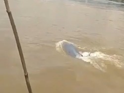 Momen Langka! Ikan Pesut Kembali Muncul di Sungai Mahakam