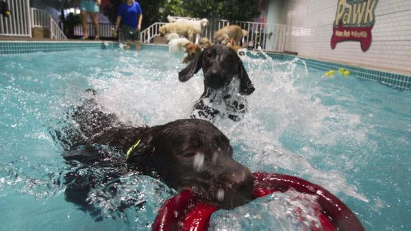 Ini Lho Kolam Renang Khusus Anjing di Dubai