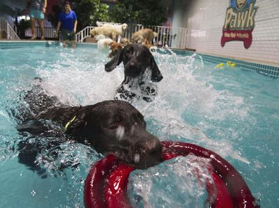 Ini Lho Kolam Renang Khusus Anjing di Dubai