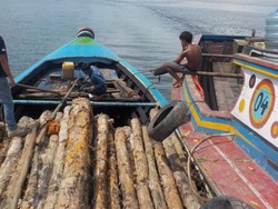 KLHK Tangkap 3 Pelaku Illegal Logging di Kawasan Suaka Margasatwa Sumsel
