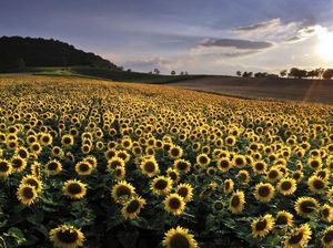 Lansekap Sempurna Hamparan Bunga Matahari dan Senja yang Mempesona