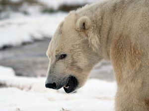 Apes! Asyik-asyik Ski, Pria Ini Bangunkan Induk Beruang dan Diserang Apes! Asyik-asyik Ski, Pria Ini Bangunkan Induk Beruang dan Diserang