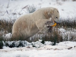 Bagaimana Cara Hewan Liar Bertahan Hidup di Suhu Dingin Kutub?