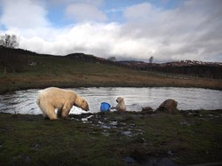 Pakar Ungkap Ancaman Kepunahan Massal, Ini yang Akan Terjadi pada Bumi