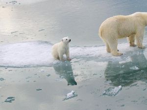 Es di Kutub Kian Menyusut, Beruang Kutub Terancam Punah Tahun 2100