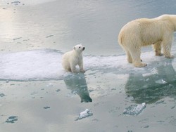 Es di Kutub Kian Menyusut, Beruang Kutub Terancam Punah Tahun 2100