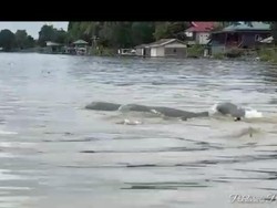 Kemunculan Kawanan Pesut di Sungai Mahakam Dinilai Tak Aneh